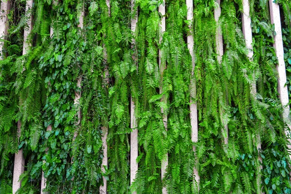 Fern texture wall jungle planted plants in an urban environment