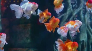 Büyük bir akvaryumdaki büyük balık sürüsü beyaz benekler..