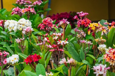 Fidanlar çeşitli renklerdeki tesisat bitkilerinin değişik çeşitleri. Çiçekler..