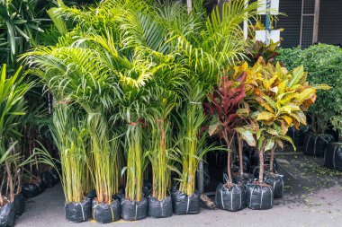Salon palmiye bitkisi Chamaedorea elegans Araceae bambu tarım pazarı iç veya bahçe peyzajı için bitki satıyor.