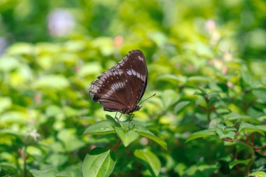 Havada uçan güzel bahar kelebeği ve ormanda yeşil, doğanın ahengi.