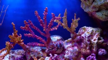 Kaya üzerinde deniz kestanesi. Mercan resifinde deniz yaşamı ve akvaryumdaki ekosistem.
