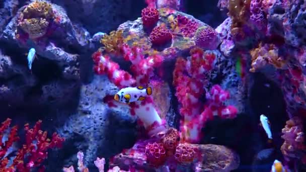 在珊瑚礁两栖动物上的热带海水下鱼类是怀俄明州白珊瑚 水族馆野生动物五彩斑斓的海洋全景自然景观 — 图库视频影像