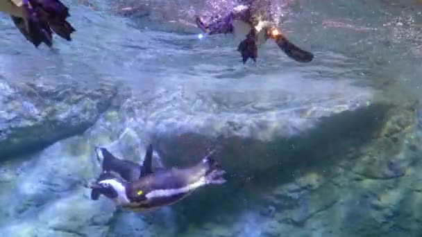 Penguin Swimming Aquarium — Stock Video