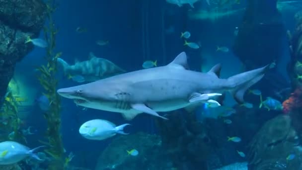 Grandes Tubarões Assustadores Nadam Entre Outros Peixes — Vídeo de Stock