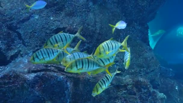Escola Peixes Listrados Amarelos Gnathanodon Speciosus Golden Trevally Carangidae Flutuando — Vídeo de Stock