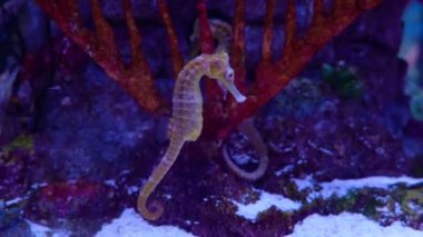 Mercanlar arasındaki deniz atı sualtı dünyası video makrosu