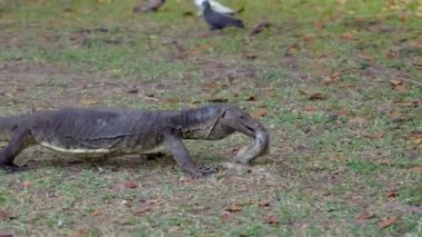 Asya su monitörü Varanus kurtarıcısı avını yakaladığı yayın balığının ağzında tutuyor..