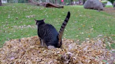 Kedi oturur ve bahçedeki kuru yaprakların arasına işer.