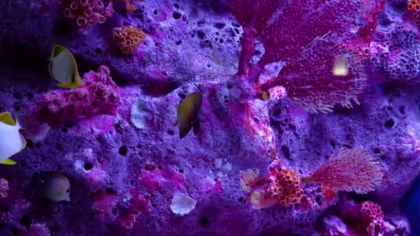 Peces Submarinos Tropicales Los Arrecifes Coral Acuario Oceanario Fauna Colorido — Vídeo de stock