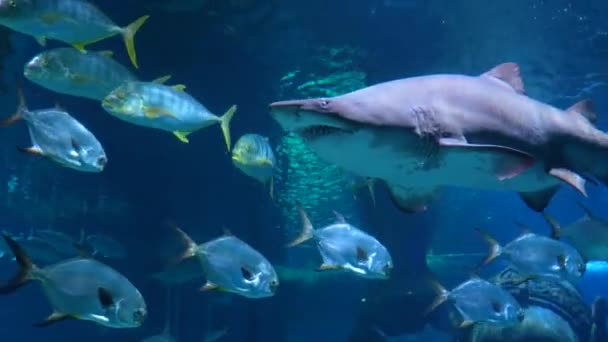 Several Huge Scary Sharks Swim Other Fish — Stock Video
