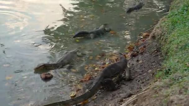아시아 모니터 Varanus 샐러드 연못의 물에서 물고기 Catfish — 비디오