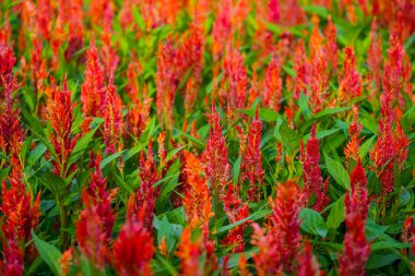 Kızıl Celosia 'nın kızıl çiçek tarlası.