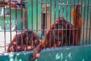 Aile orangutanı kafeste iç karartıcı.