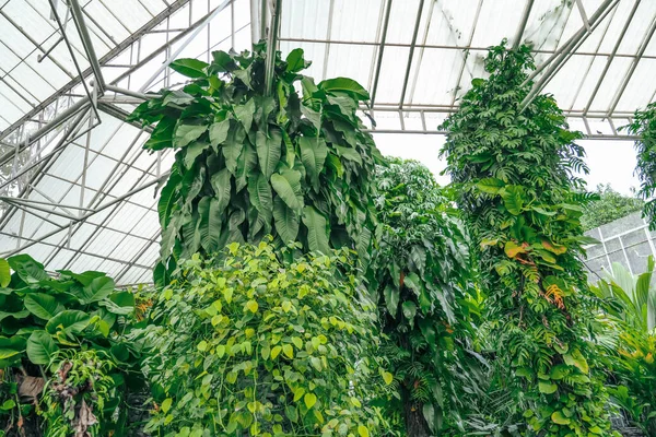 Tropical nature greenhouse, botanical garden. Spathiphyllum, philodendrons, monsteras, climbing vines humid climate exotic forests