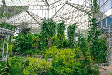 Tropik doğa serası, botanik bahçesi. Araceae, filodendronlar, tırmanan sarmaşıklar nemli iklim egzotik ormanları