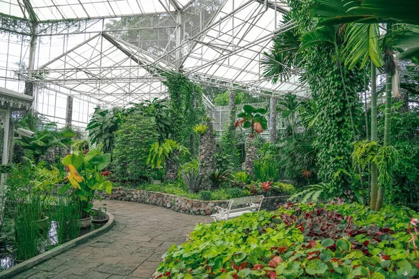Tropical nature greenhouse, botanical garden. Araceae, philodendrons, climbing vines humid climate exotic forests