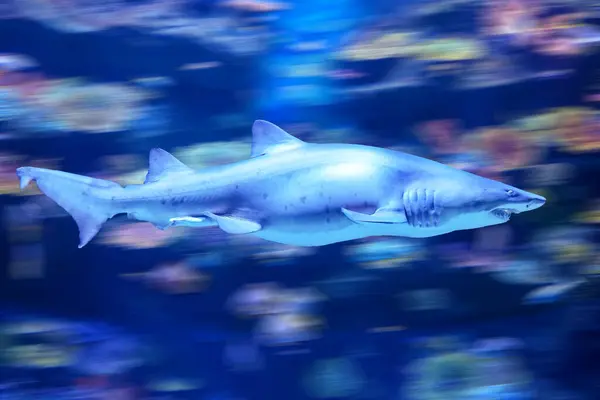 Scary shark with sharp teeth protruding from its mouth underwater world swiftly swims at high speed deadly hunt for prey among the coral reefs, side view.