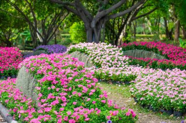 Petunya ve Tillandsia Usneoides çiçek parkı.