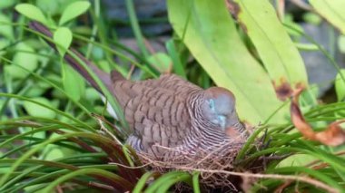 Geopelia striata zebra güvercini yağmur ormanlarındaki bir yuvada yumurtadan çıkar..