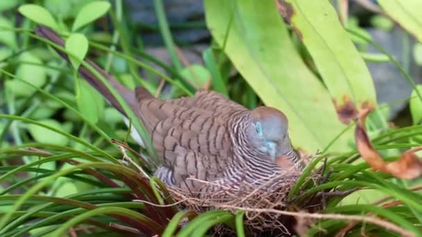 Geopelia Striata 얼룩말 비둘기는 정글의 둥지에서 해치고 있습니다 — 비디오