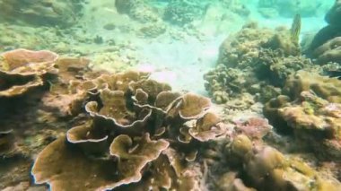 Su altında çeşitli mercan türleri ve deniz şakayığı polipleri panorama, mercan resifi sekiz şeritli kelebek balığı..