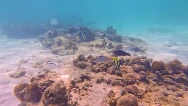 Çeşitli Tropikal Balıklar Mercanlar Arasında Okyanusun Sıcak Sularında Beslenir — Stok video