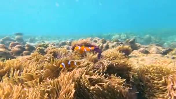 地元の魚アンプティオンオセラリス水泳家族グループ 共生圏の有毒な危険なエイモン 海の下の暖かい熱帯の海で卵を破壊する — ストック動画