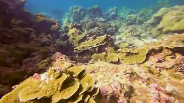 Arrecife Coral Submarino Ver Nadar Flotador Arrecife Coral Hábitat Biocenosis — Vídeos de Stock