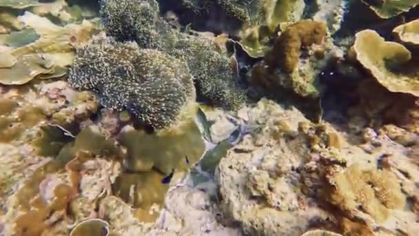 Clown Fish Amphiprion Swim Family Group Polyps Poisonous Dangerous Anemones — Vídeos de Stock