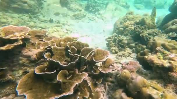 Sott Acqua Varie Forme Coralli Polipi Anemone Panorama Barriera Corallina — Video Stock