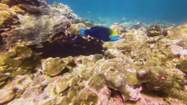 青いオウムの魚の餌は自然の生息地の暖かい熱帯水のサンゴ礁で泳ぎます — ストック動画