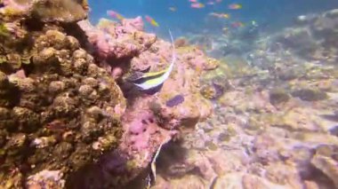 Çeşitli Zanclus cornutus moorish idol tropikal balıklar mercanlar arasında okyanusun sıcak sularında beslenir.