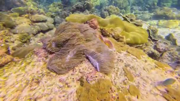 小丑鱼两栖动物在共生社区的息肉有毒而危险的海葵中游动 在温暖的热带水域的海底珊瑚礁上产卵 — 图库视频影像