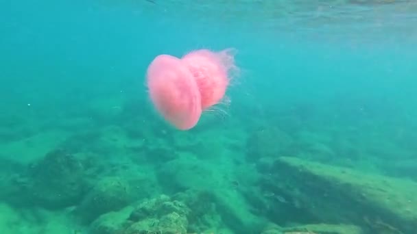 Ogromna Różowa Fioletowa Meduza Tropikalnych Wodach Oceanu Indyjskiego Pobliżu Raf — Wideo stockowe