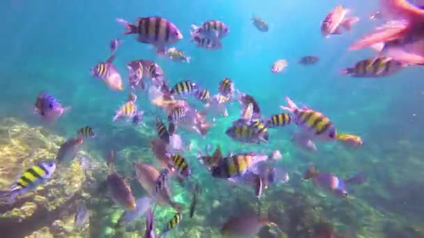 Школа Тропічної Риби Abudefduf Siganus Speus Харчується Лагуні Шматочком Хліба — стокове відео