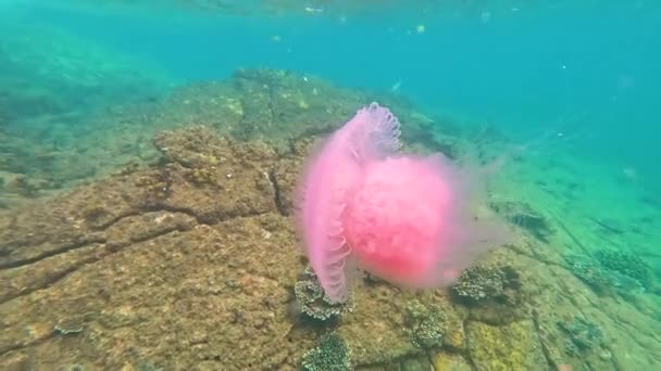 サンゴ礁や岩の近くのインド洋の熱帯水域で巨大なピンクの紫色のクラゲ — ストック動画