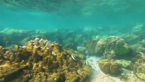 Tropikal Orman Adası Mercan Resifi Waterline Ile Bölündü — Stok video