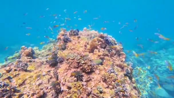Кораловий Риф Тропічна Риба Сонячному Світлі Екваторіальних Теплих Водах Океану — стокове відео