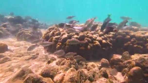 Okyanusun Sıcak Sularında Mercanlar Arasında Çeşitli Tropikal Balıklar Beslenir Papağan — Stok video