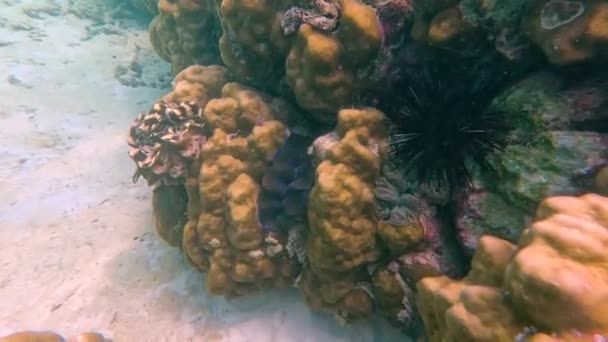 Kola Resiflerindeki Renkli Tridacna Midyeleri Deniz Kestaneleri Sualtı Tropikal Dünya — Stok video