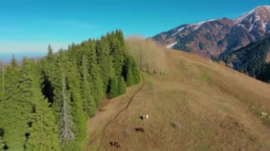 Sığır sürüsü yamaçlarda otluyor ve kırsal kesimdeki çayırlarda otluyor. Tien Shan eteklerinin tepelerinden uçarak. Ladin yamaçları ve karlı tepeleri var.