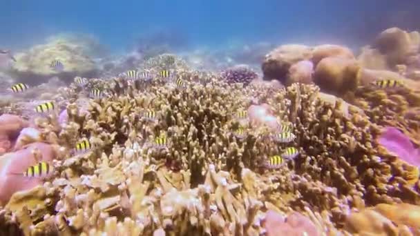 Der Tropische Fischschwarm Abudefduf Siganus Javus Ernährt Sich Der Lagune — Stockvideo