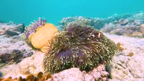小丑鱼两栖动物在共生社区的息肉有毒而危险的海葵中游动 在温暖的热带水域的海底珊瑚礁上产卵 — 图库视频影像