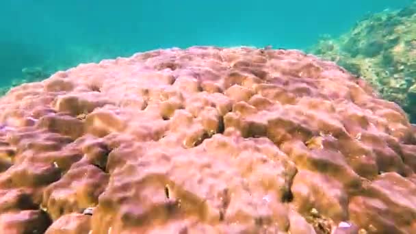 Ablennes Hianst Belone Syngnathoidei Karmienie Ryb Pływa Rafach Koralowych Ciepłych — Wideo stockowe