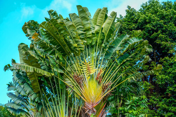 Large spreading crown Ravenala plant of the tropical zone.