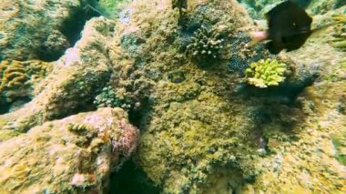 Ostracion cubicus boxfish mercanları yüzer ve besler..