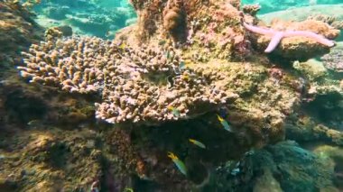 Su altı mercan resifi. Yüzen mercan resiflerini, deniz yıldızlarını, egzotik deniz tropikal hayvanların biyosenozlarının yaşam alanlarını izleyin..