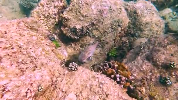 在异国岛屿温暖水域珊瑚礁中的淡水鱼 — 图库视频影像