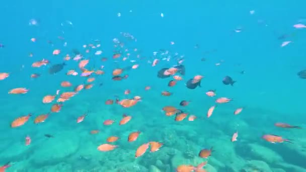 Ein Schwarm Tropischer Fische Der Nähe Der Wasseroberfläche Einem Meer — Stockvideo